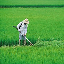 除草劑